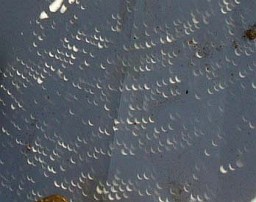 �����X�q�ɂ��s���z�[�����g�������H�̎ʐ^